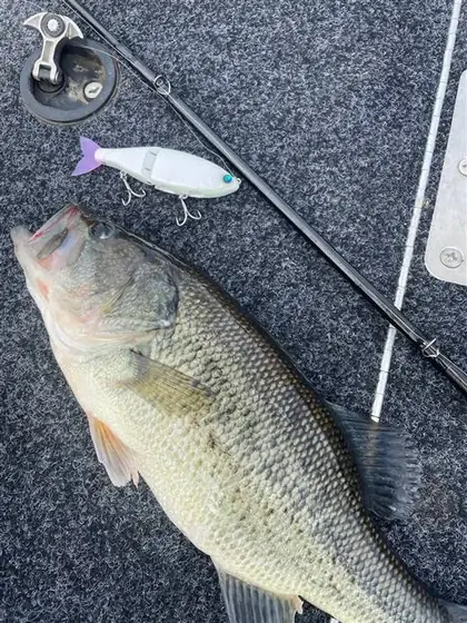 Black bass con un swimbait