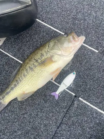 Black bass sobre la alfombra del barco